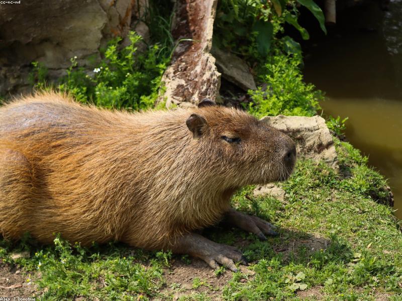 Иллюстрация из Британники