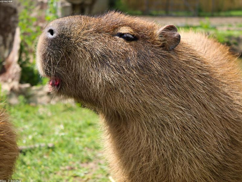 Иллюстрация Hydrochoerus hydrochaeris из энциклопедии Брокгауза и Ефрона