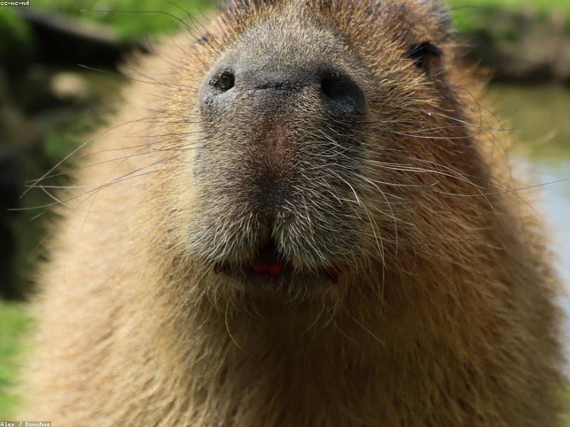 Капибара в джунглях