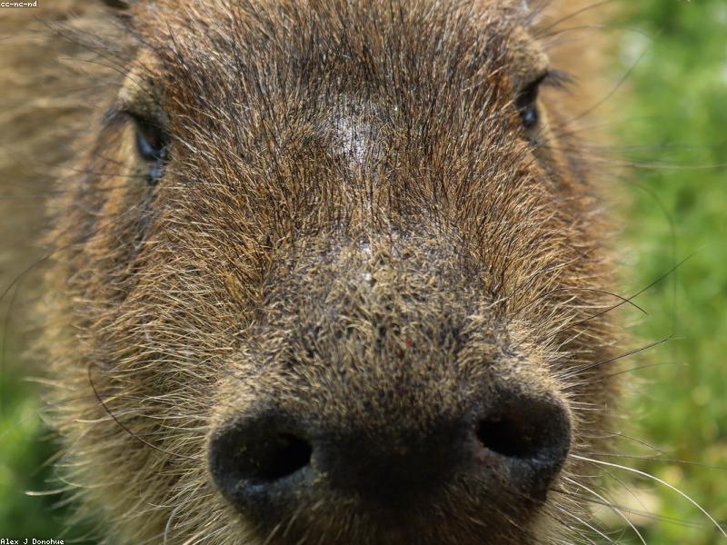 Коллаж капибар