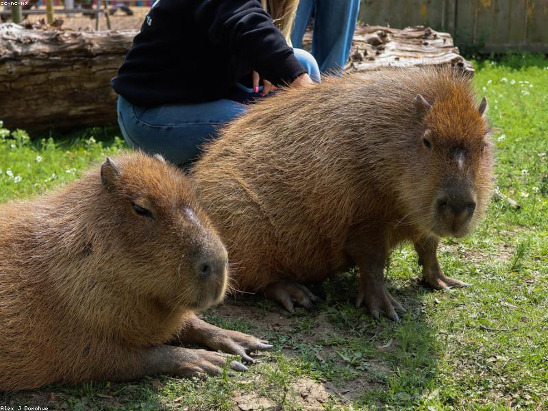 Капибара у водоёма в Южной Америке
