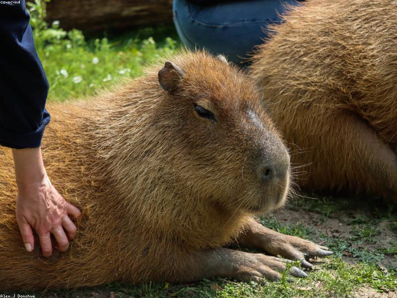 Капибара в траве