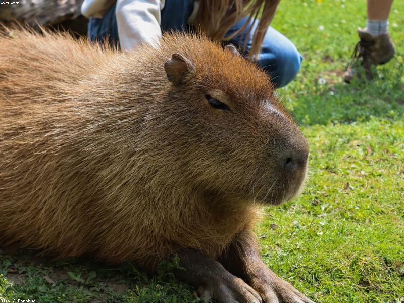 Капибара у водоёма