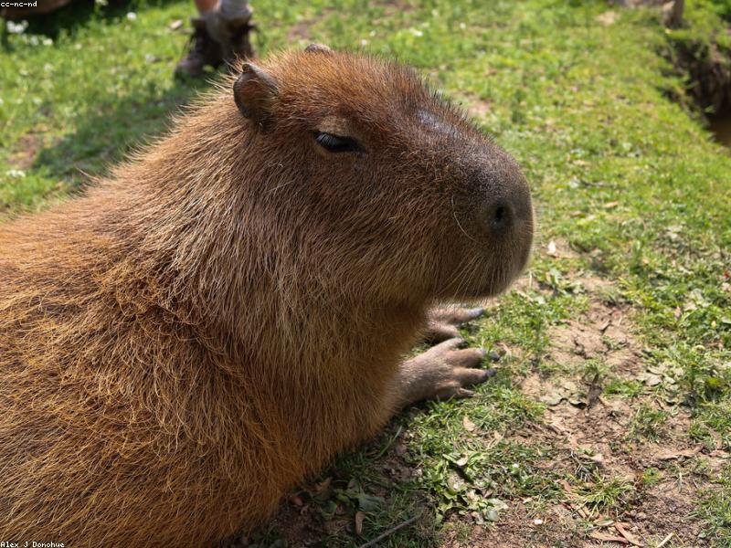 Капибара крупным планом