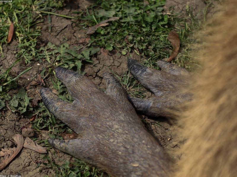 Медоед (Mellivora capensis) в движении по саванне