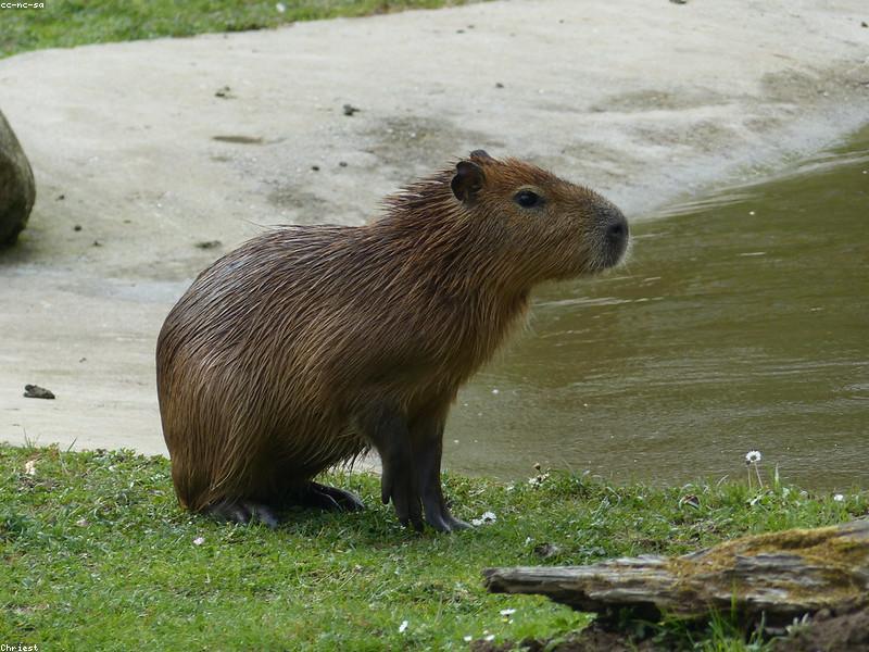 Группа капибар